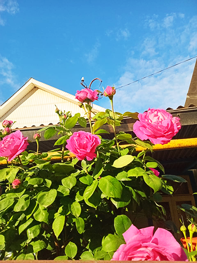 Снять комнату в Дагомысе